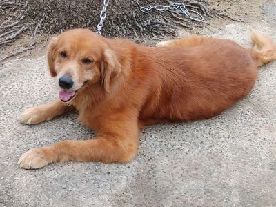 Đực To Đùng.Golden... Mua bán Chó tại Thành phố Tây Ninh Tây Ninh được đăng bởi Nhân Rottweiler 