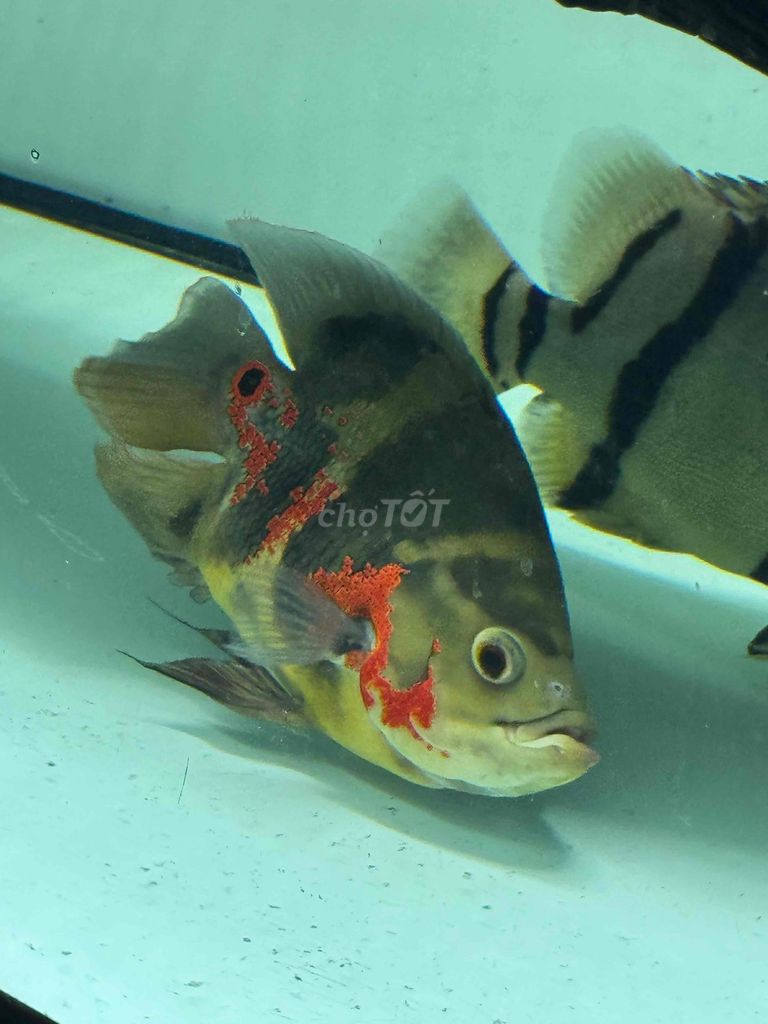 Cá Tai Tượng Châu Phi Tiger SPS u6 ngón Đa sắc. Mua bán Thú cưng khác tại Quận Ninh Kiều Cần Thơ được đăng bởi Nguyễn Vũ Khoa hình 1