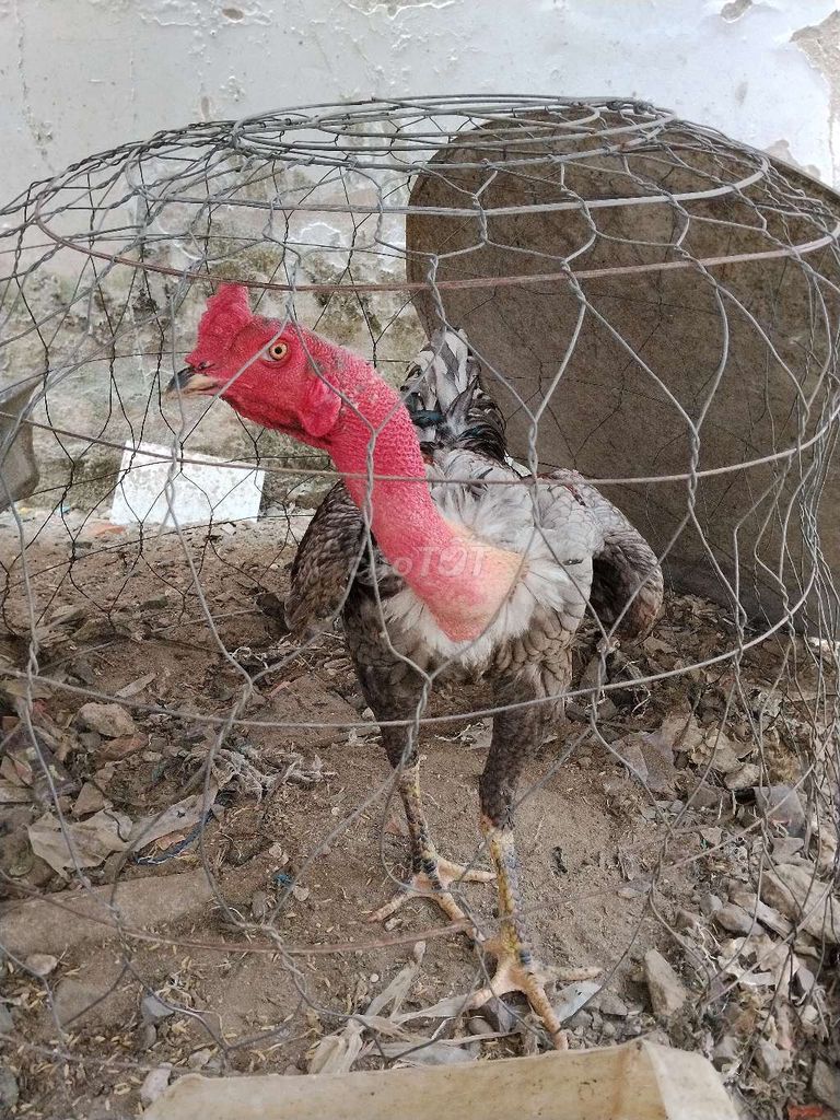 gà đòn hay gọi gà cổ lôi màu xám điều 3kg3. Mua bán Gà tại Huyện Đức Hòa Long An được đăng bởi Hưng Nguyễn hình 1