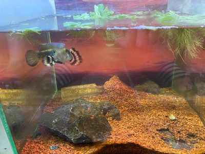 Cá lóc pháo hoa Nâu đen 25-40 cm