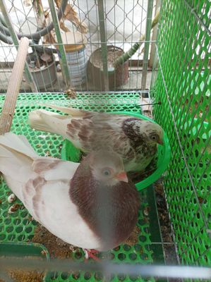 Bồ câu gà tre bố mẹ và con. Mua bán Chim tại Quận Bình Tân Tp Hồ Chí Minh được đăng bởi Phát Huỳnh 