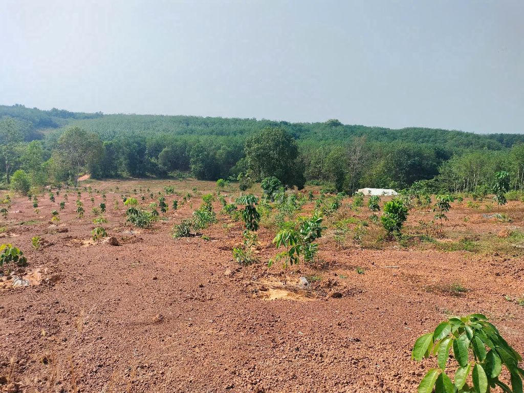 CHÍNH CHỦ BÁN MẢNH ĐẤT ĐẸP TẠI XÃ TÂN THÀNH, TP ĐỒNG XOÀI, BÌNH PHƯỚC