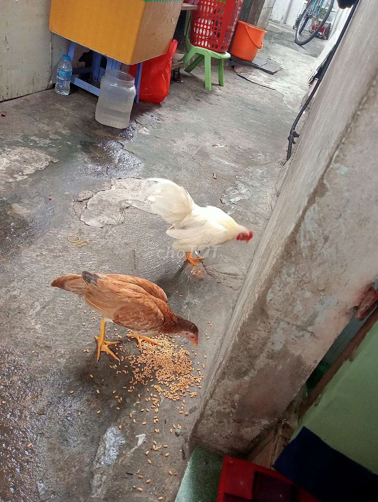 Gà trống cảnh Đực Trắng làm cảnh, làm giống. Mua bán Gà tại Quận Bình Tân Tp Hồ Chí Minh được đăng bởi Tăng Chức Long hình 1