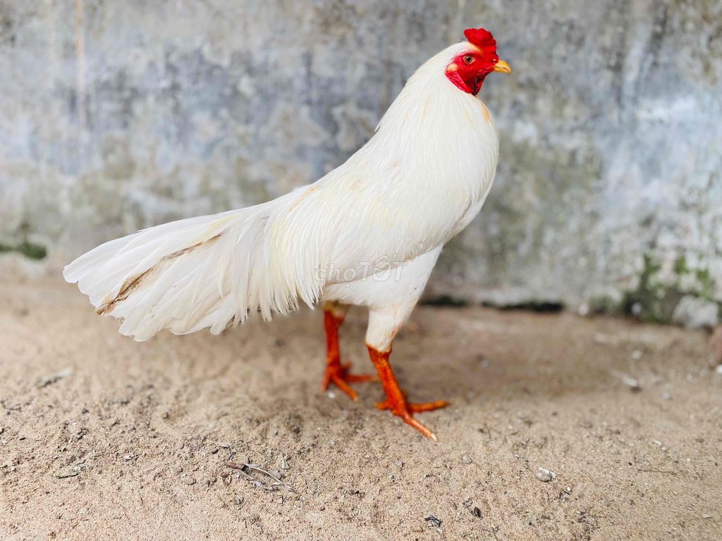 Gà Trắng Đực 2.7kg. Mua bán Gà tại Thành phố Sa Đéc Đồng Tháp được đăng bởi Ht Gà  hình 1