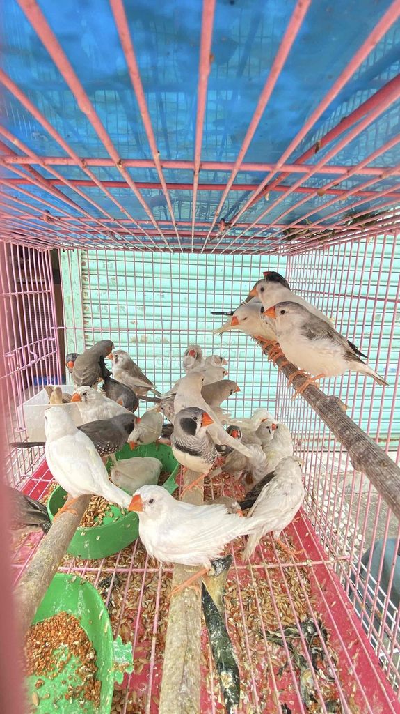 Chim Manh manh nhật full màu sắc. Mua bán Chim tại Quận 12 Tp Hồ Chí Minh được đăng bởi nguyễn tuấn hình 1
