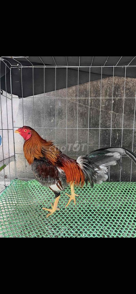 gà 5 con 3tr gà zin kg3 kg4 nhấp khá tly gấp. Mua bán Gà tại Thành phố Thủ Đức Tp Hồ Chí Minh được đăng bởi Dtri39 hình 1
