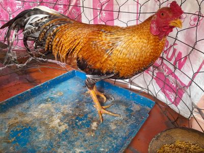 Cú vàng 2kg3 tơ zin trạng 2kg5 bo khủng. Mua bán Gà tại Quận Phú Nhuận Tp Hồ Chí Minh được đăng bởi Le thanh an