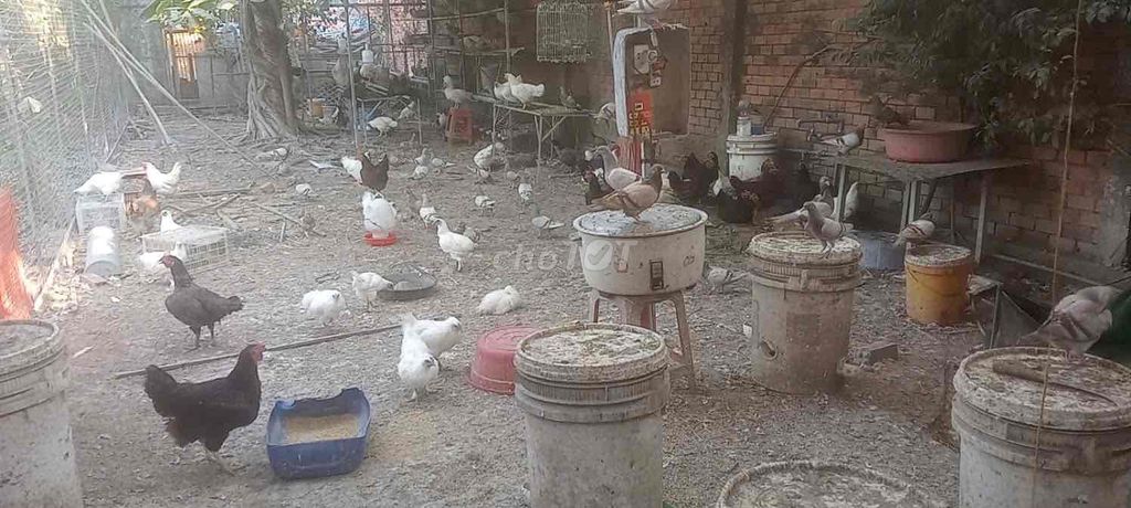 Gà Ai Cập trắng đẻ siêu trứng 70k/kg. Mua bán Gà tại Quận Tân Phú Tp Hồ Chí Minh được đăng bởi nguyễn văn Tài hình 1