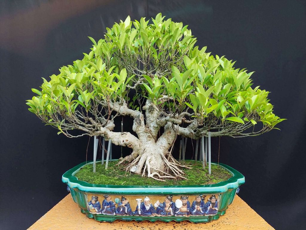 Cây cảnh Si bông 58cm. Mua bán Cây cảnh, đồ trang trí tại Quận Hai Bà Trưng Hà Nội được đăng bởi Trần Xuân Dương hình 1