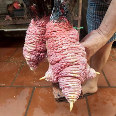 Gà đông tảo thuần chủng. Mua bán Gà tại Quận 12 Tp Hồ Chí Minh được đăng bởi trang chuyên đồ cổ độc lạ hiếm 