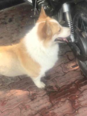 Corgi Đực