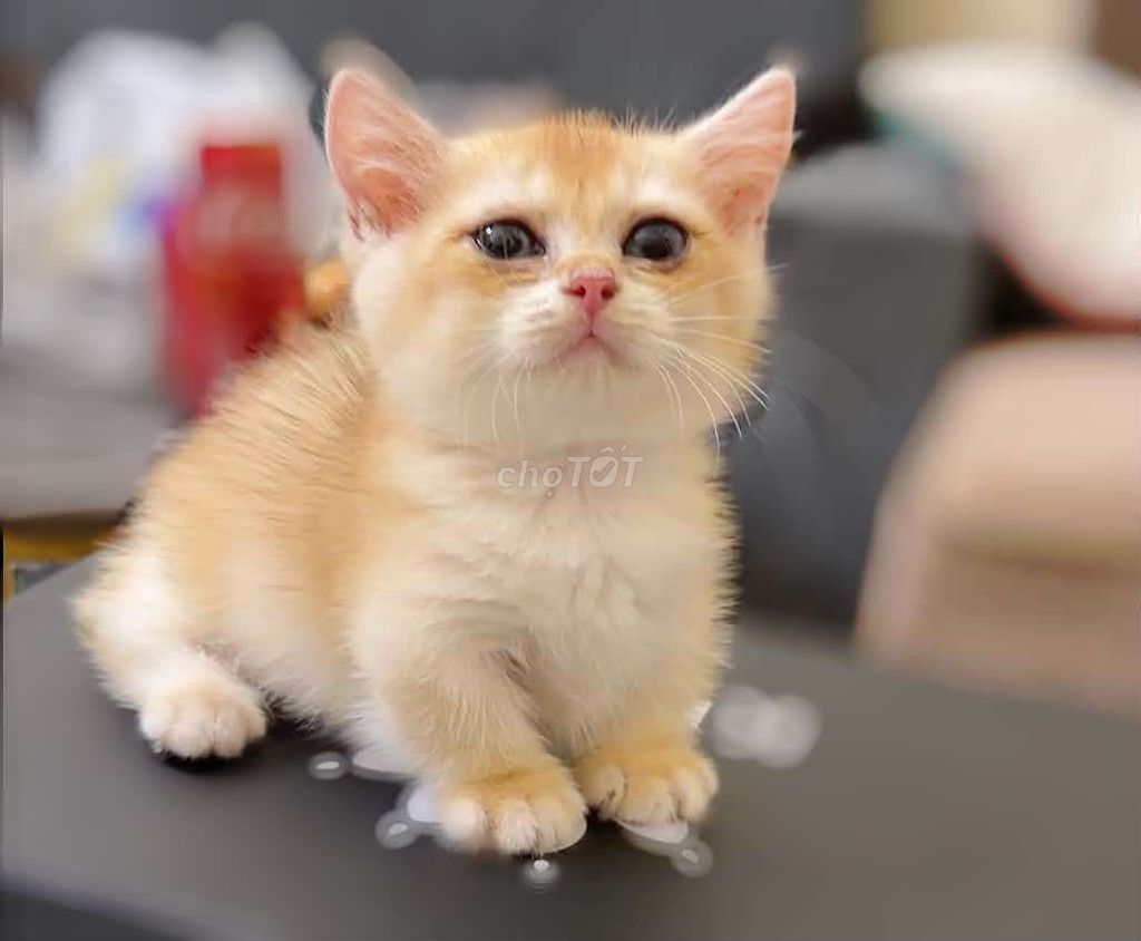 Munchkin Gold NY12. Mua bán Mèo tại Quận Thanh Khê Đà Nẵng được đăng bởi Meow Mel hình 1