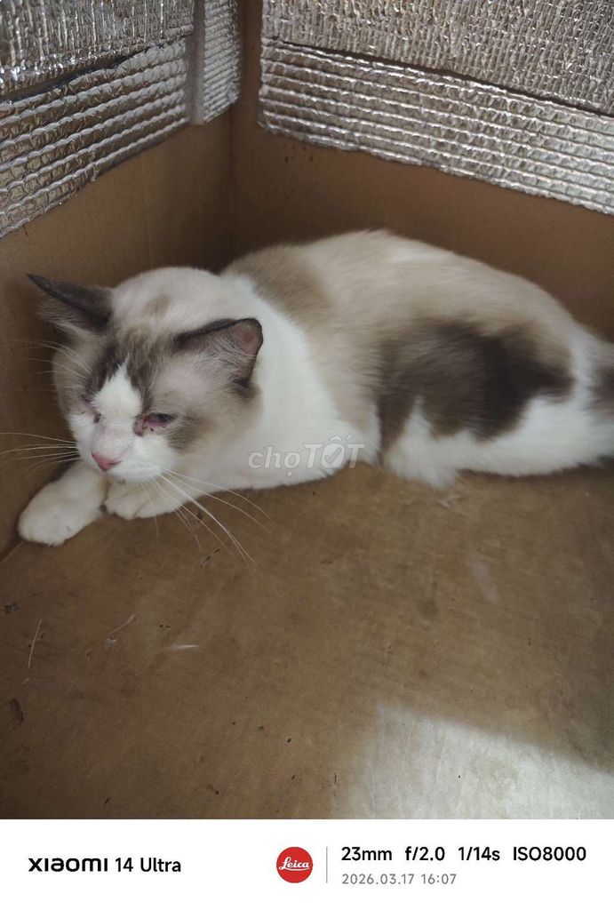 Mèo Ragdoll đực 1 tuổi chưa triệt sản. Mua bán Mèo tại Thành phố Đà Lạt Lâm Đồng được đăng bởi Thắng Duy hình 1
