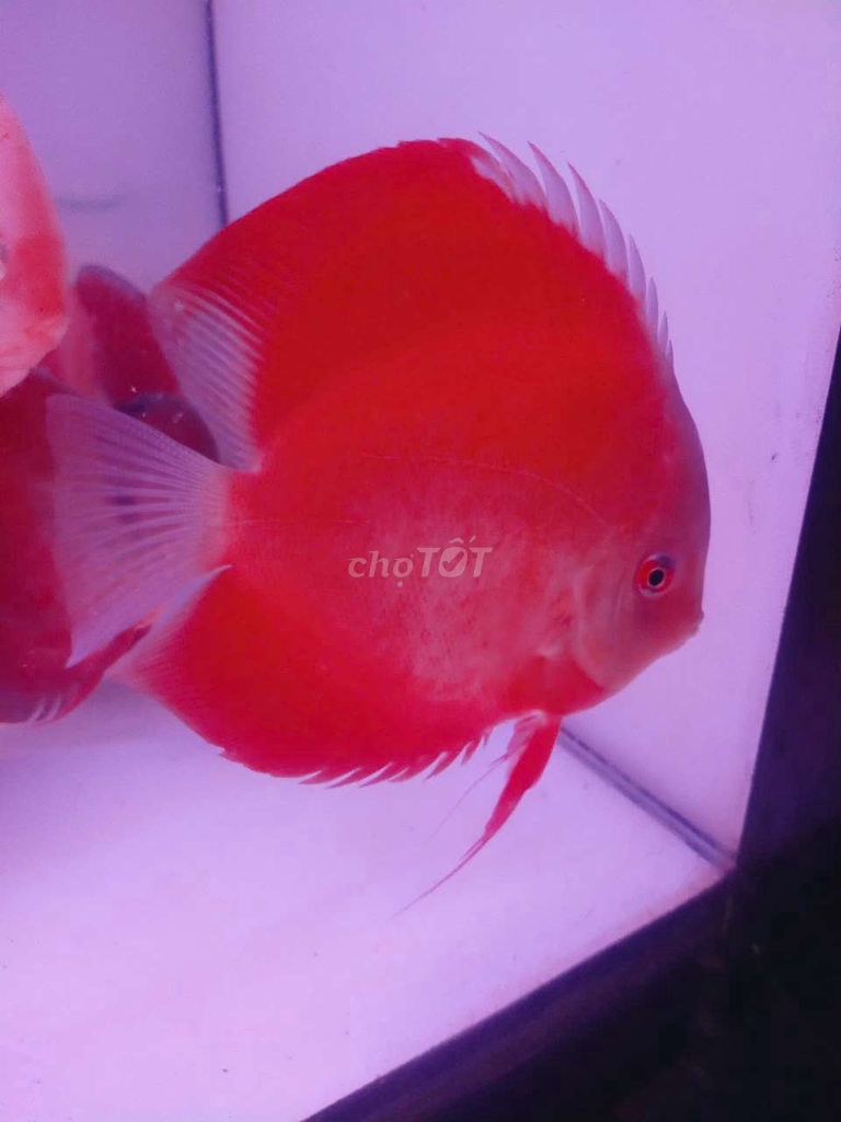 Cá dĩa đỏ size lớn. Mua bán Thú cưng khác tại Quận Tân Bình Tp Hồ Chí Minh được đăng bởi Cá dĩa Như Ý hình 1