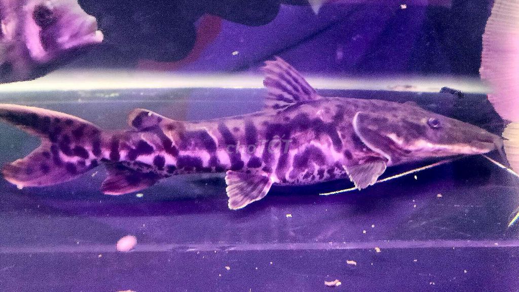 cần trừ Cá trê cọp 25cm. Mua bán Thú cưng khác tại Quận Sơn Trà Đà Nẵng được đăng bởi aluzone  hình 1