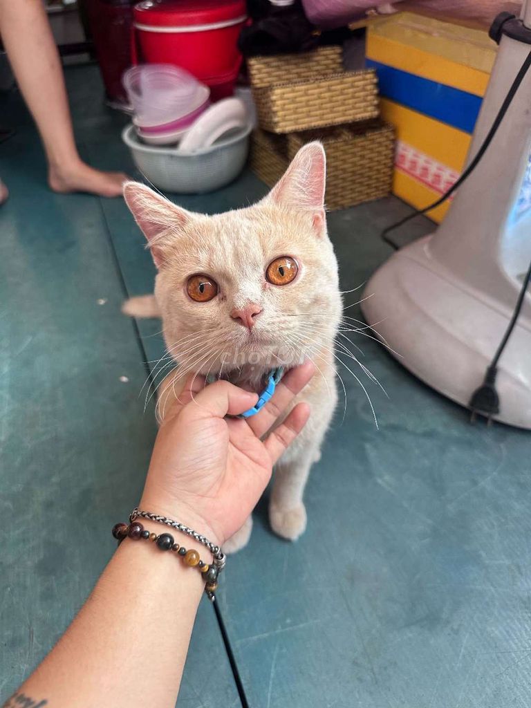 BÁN NHANH MÈO ANH LÔNG NGẮN ĐỰC. Mua bán Mèo tại Quận Tân Phú Tp Hồ Chí Minh được đăng bởi Thu ha hình 1