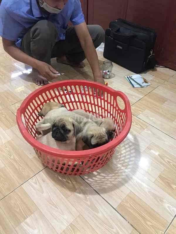 Chó Pug đực cái 55 ngày tuổi. Mua bán Chó tại Huyện Di Linh Lâm Đồng được đăng bởi Hằng Minh hình 1