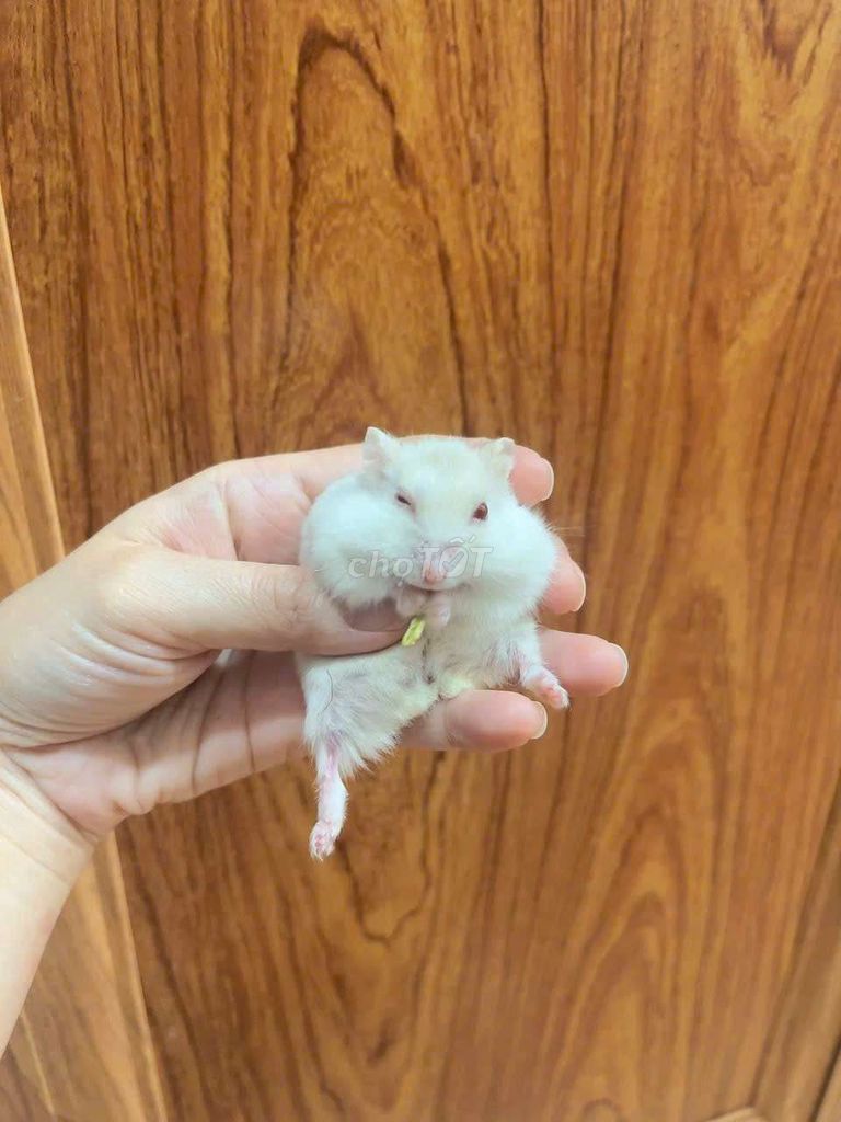 Chuột Hamster baby ăn khỏe, dễ nuôi.