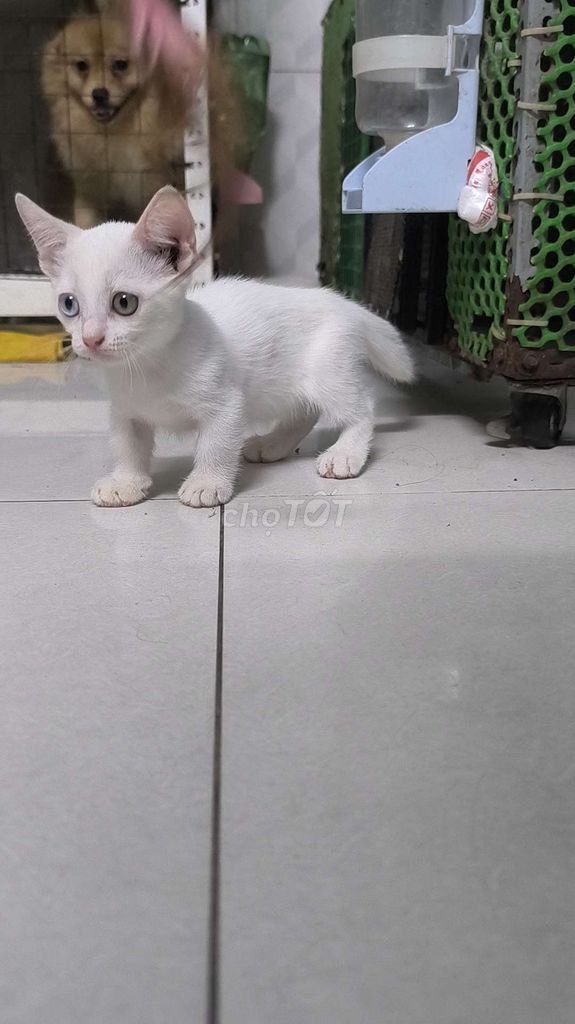 Mèo nhà đẻ chân lùn mắt hai màu