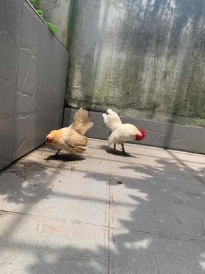 gà bố mẹ. Mua bán Gà tại Thành phố Biên Hòa Đồng Nai được đăng bởi Thế Tiến