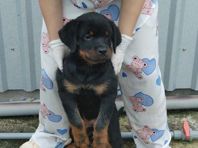 Cho rottweiler cái và đực. Mua bán Chó tại Thành phố Thủ Dầu Một Bình Dương được đăng bởi thuy tran