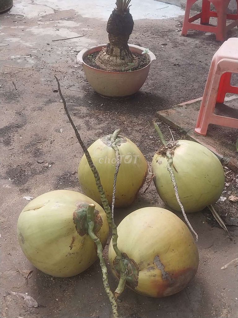 Dừa giống Mã Lai siêu sớm. Mua bán Đồ chuyên dụng, Giống nuôi trồng tại Huyện Giồng Trôm Bến Tre được đăng bởi ĐỘC ĐẸP hình 1