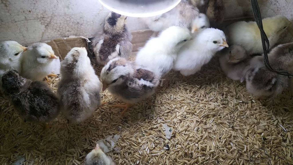 Gà tre Tân Châu Đủ màu. Mua bán Gà tại Quận Thanh Xuân Hà Nội được đăng bởi an hình 1