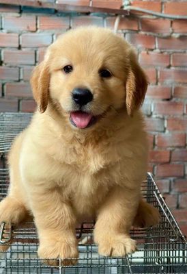 golden thuần chủng 100% 2 tháng tim ngừa 1 mũi. Mua bán Chó tại Huyện Bình Chánh Tp Hồ Chí Minh được đăng bởi mini pet house sài gòn