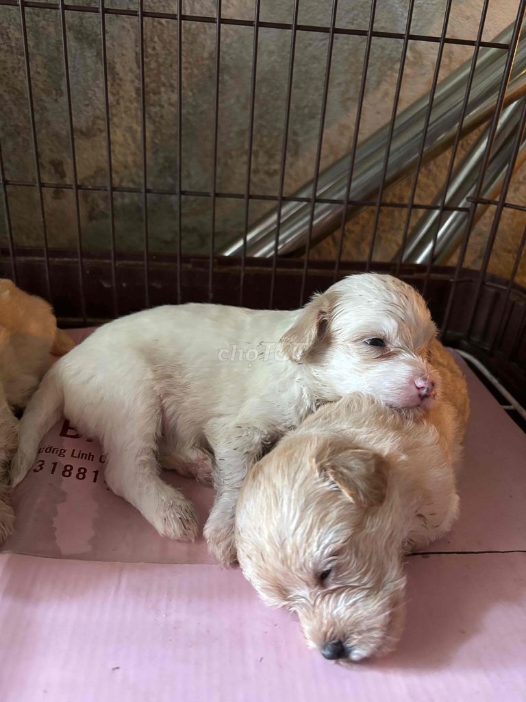 TÌM NHÀ CHO 3 BÉ CÁI. Mua bán Chó tại Thành phố Thủ Đức Tp Hồ Chí Minh được đăng bởi Huỳnh Trúc Lam hình 3
