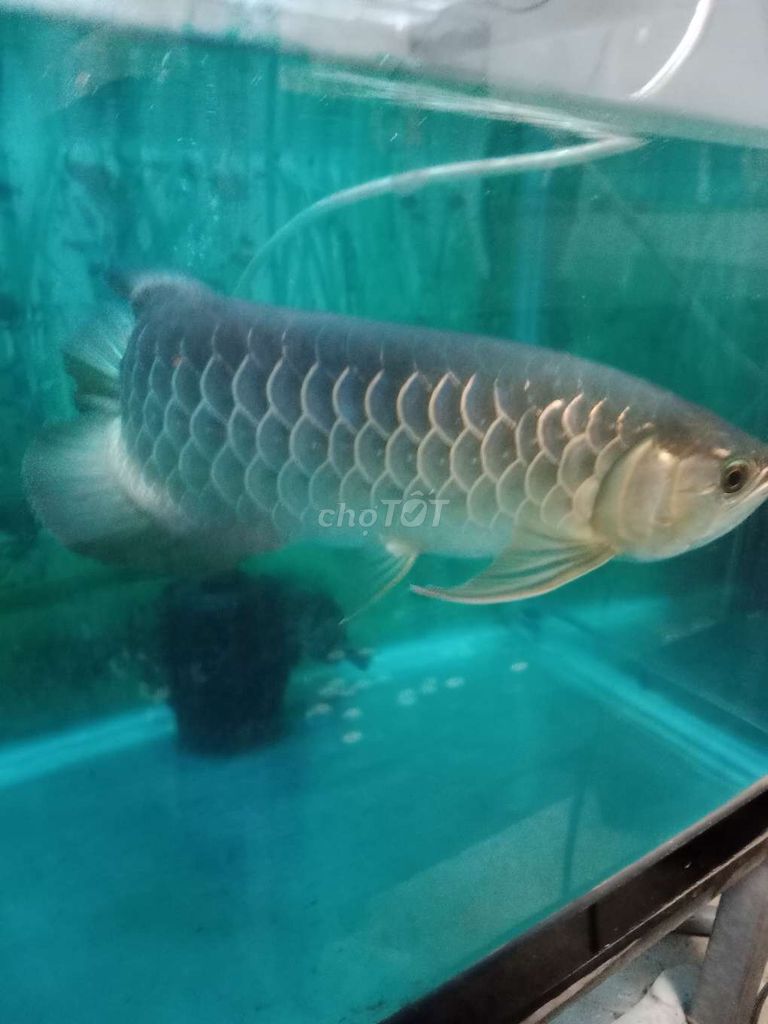 Cá rồng đỏ bạc 40cm. Mua bán Thú cưng khác tại Huyện Hóc Môn Tp Hồ Chí Minh được đăng bởi Tu Kevin hình 1