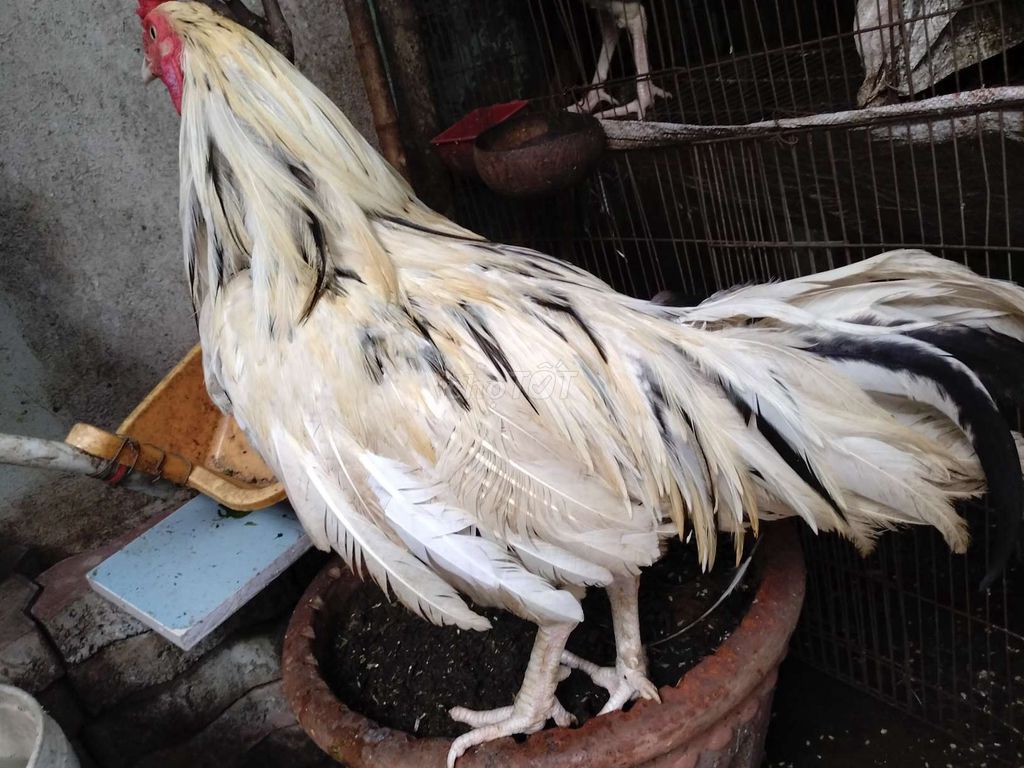Gà chọi Đực Trắng 3.3kg chân trắng. Mua bán Gà tại Quận 8 Tp Hồ Chí Minh được đăng bởi đại  hình 1