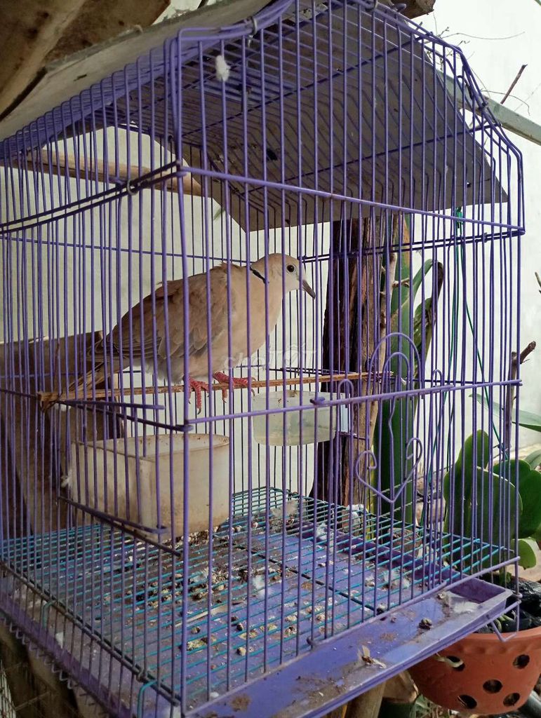 Bán hai em cứ gáy cả hai lồng 300k. Mua bán Chim tại Huyện Quế Võ Bắc Ninh được đăng bởi Trương bảo long hình 3