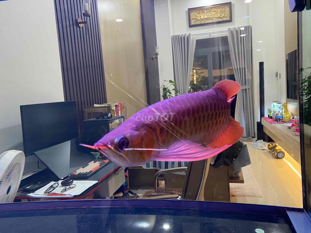 cá rồng huyết long. Mua bán Thú cưng khác tại Thành phố Bến Tre Bến Tre được đăng bởi Liêu thái bảo hình 1