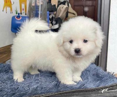 E có một bé sắp thi nên không có thời gian nuôi. Mua bán Chó tại Huyện Mỹ Đức Hà Nội được đăng bởi phạm thị hằng
