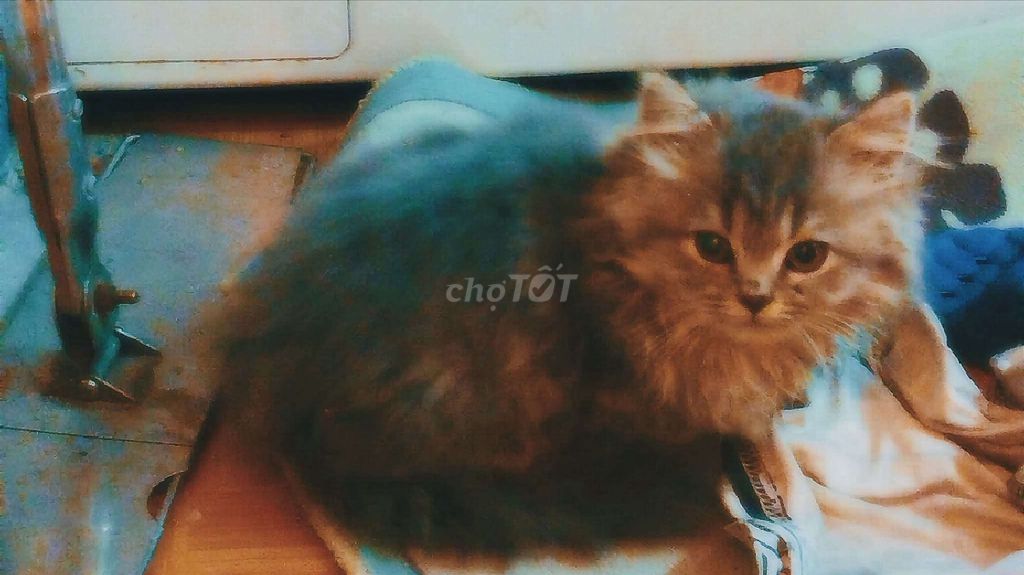 Anh lông dài cái. Mua bán Mèo tại Huyện Thanh Trì Hà Nội được đăng bởi Nam Vũ hình 1