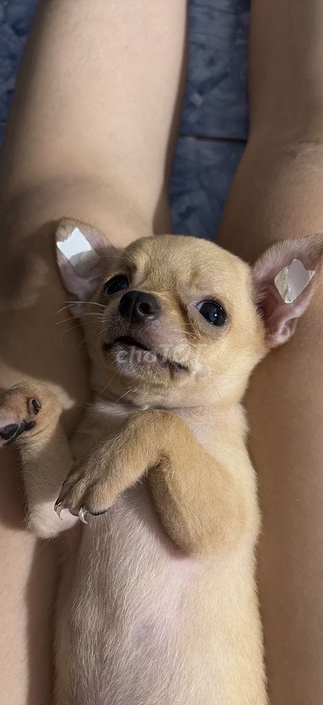 Chó Chihuahua Nâu vàng. Mua bán Chó tại Quận Cái Răng Cần Thơ được đăng bởi Quyên hình 1