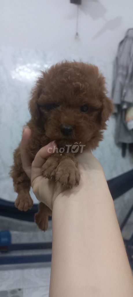 Chó Poodle đực Nâu đỏ đã tiêm. Mua bán Chó tại Quận 1 Tp Hồ Chí Minh được đăng bởi Lethimyan hình 4