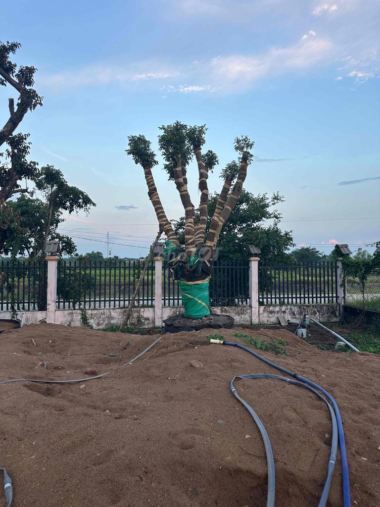 Cây cảnh Nhãn tiêu long đường. Mua bán Cây cảnh, đồ trang trí tại Huyện Hàm Thuận Bắc Bình Thuận được đăng bởi Son huynh hình 1