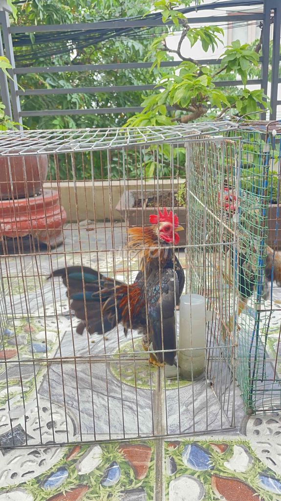 Gà Serama trống muốn GL sang Tre bắc trống tơ. Mua bán Gà tại Quận 12 Tp Hồ Chí Minh được đăng bởi NLan hình 1