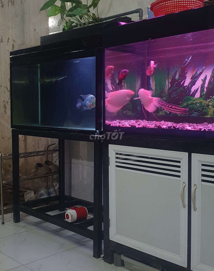 Bán hết cá trong hồ. Mua bán Thú cưng khác tại Huyện Bến Lức Long An được đăng bởi Phan Hoang Phuc hình 1
