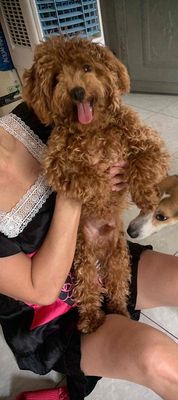 Chó Poodle 1 tuổi