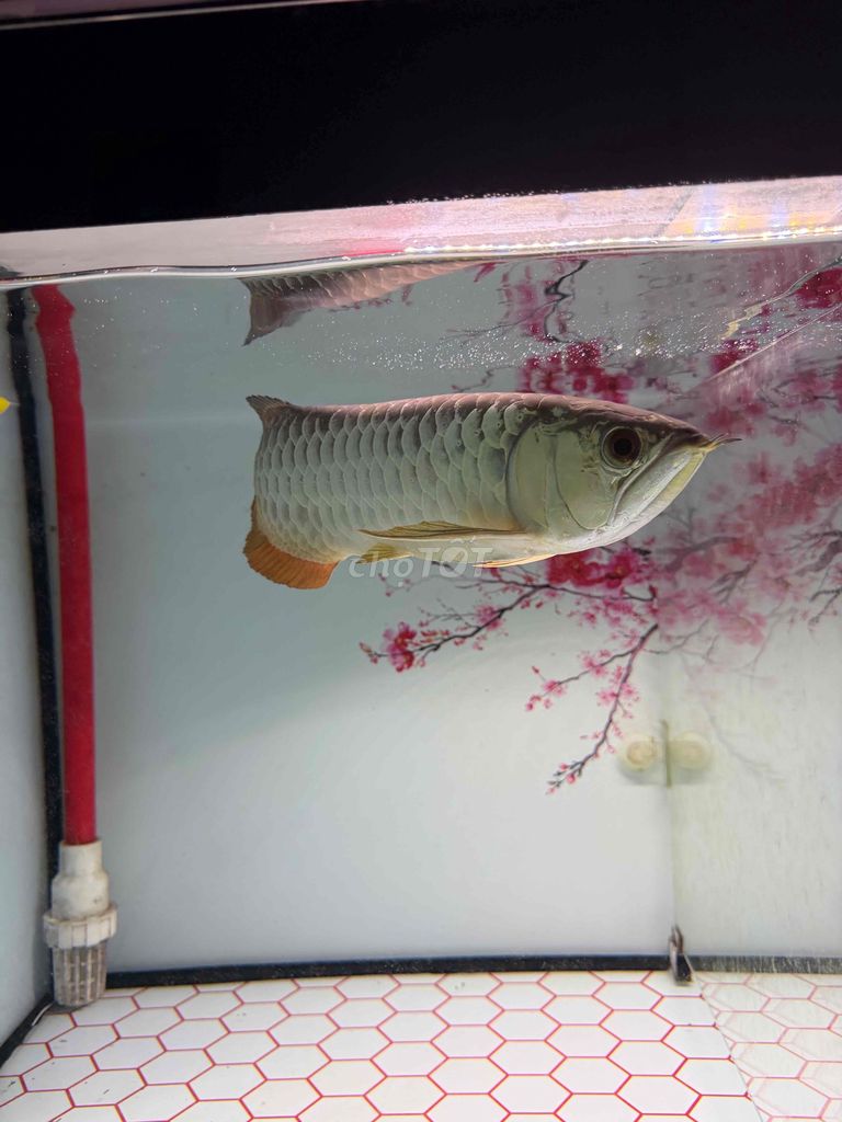 Cá cảnh Bối 24K Vàng. Mua bán Thú cưng khác tại Thành phố Thủ Dầu Một Bình Dương được đăng bởi Bảo Kim hình 1