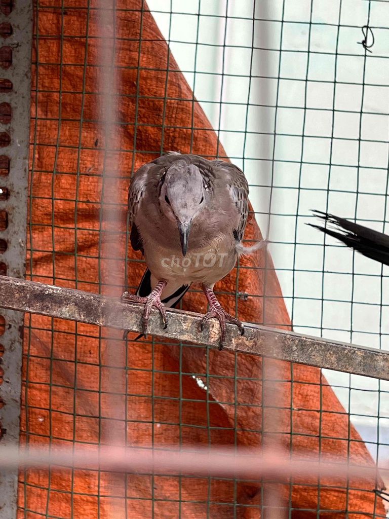 Chim cảnh Trống Chuyền. Mua bán Chim tại Quận Bình Thạnh Tp Hồ Chí Minh được đăng bởi NGUYỄN PHi hình 1