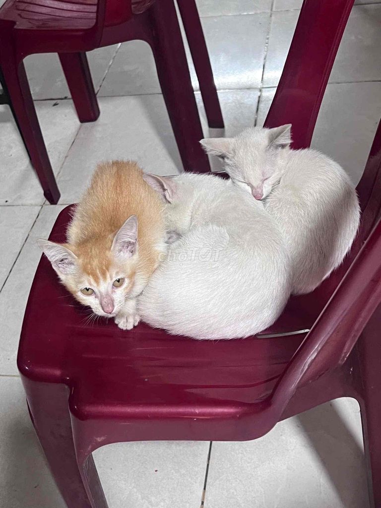 Mèo Trắng Vàng. Mua bán Mèo tại Quận Bình Tân Tp Hồ Chí Minh được đăng bởi PHẠM HOÀNG TÚ hình 1