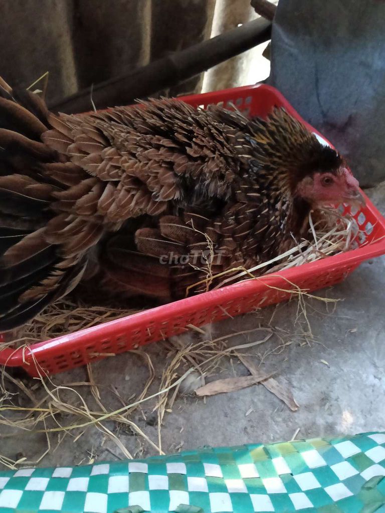 Gà sắp nở cái màu Nâu. Mua bán Gà tại Huyện Châu Thành Tiền Giang được đăng bởi tuan hình 1