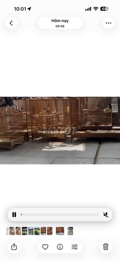 Bổi mộc tách avi 2 tháng lồng bộ to đẹp. Mua bán Chim tại Quận Sơn Trà Đà Nẵng được đăng bởi quan hình 1