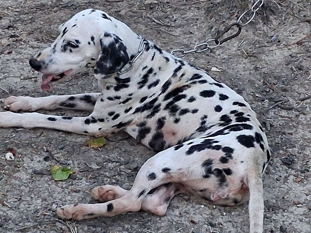Chó Dalmatian Cái Hiền. Mua bán Chó tại Thành phố Sóc Trăng Sóc Trăng được đăng bởi Nhân Rottweiler  hình 1