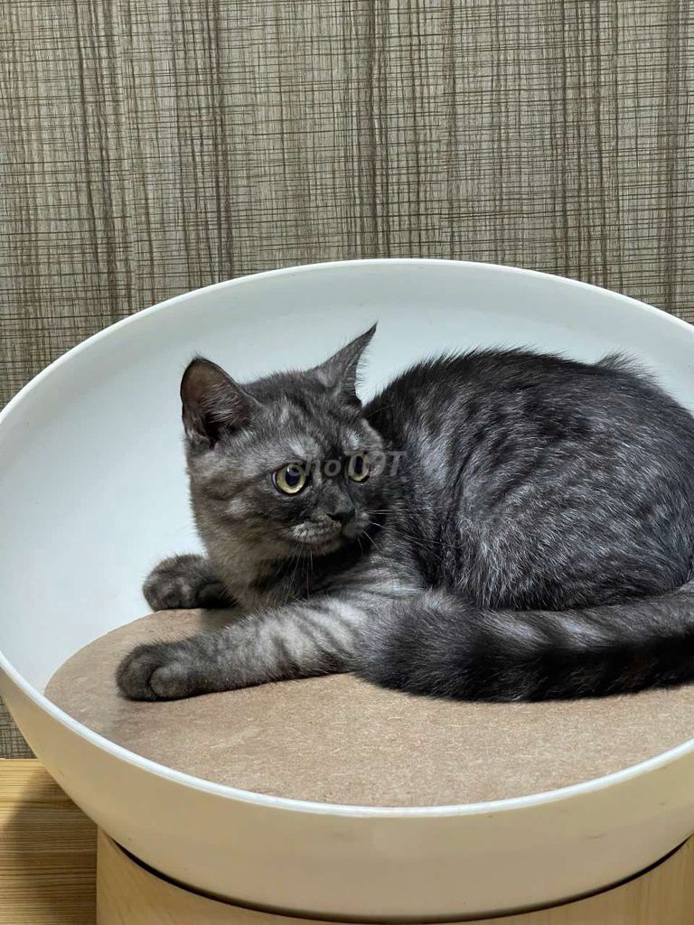Mèo anh lông ngắn 3 tháng siêu đẹp. Mua bán Mèo tại Quận 3 Tp Hồ Chí Minh được đăng bởi Nguyễn thị thanh thủy hình 2