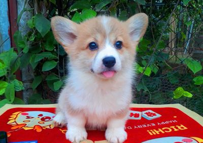 Sen ơi !cún  Corgi đáng yêu đây rồi !
