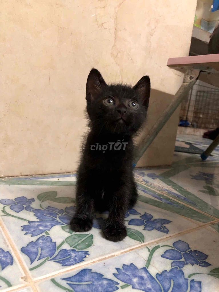 Tìm ba mẹ cho 2 bé lai aln